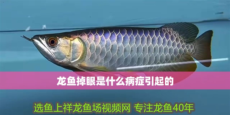 龍魚掉眼是什么病癥引起的