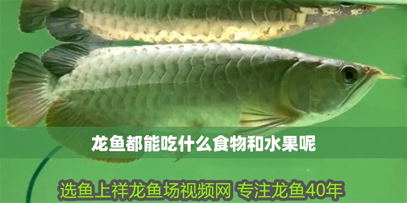 龍魚都能吃什么食物和水果呢