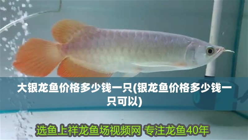 大銀龍魚價格多少錢一只(銀龍魚價格多少錢一只可以)
