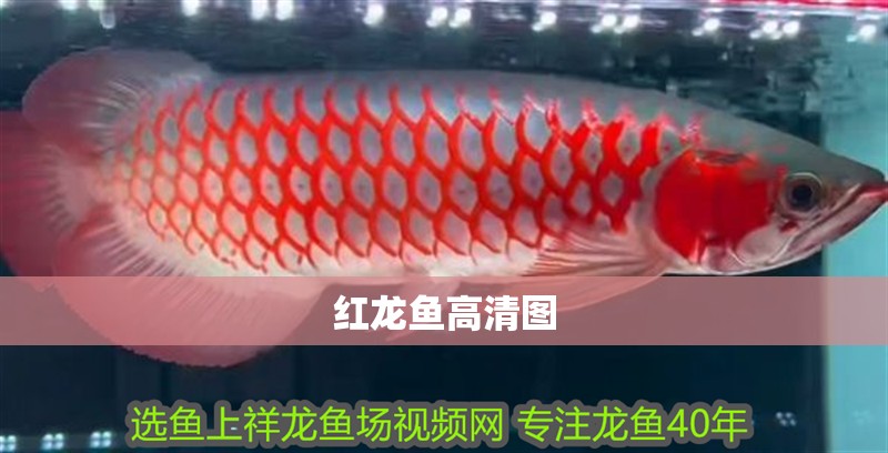 紅龍魚高清圖