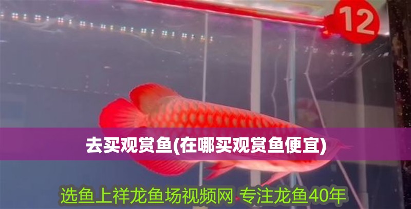 去買觀賞魚(在哪買觀賞魚便宜)