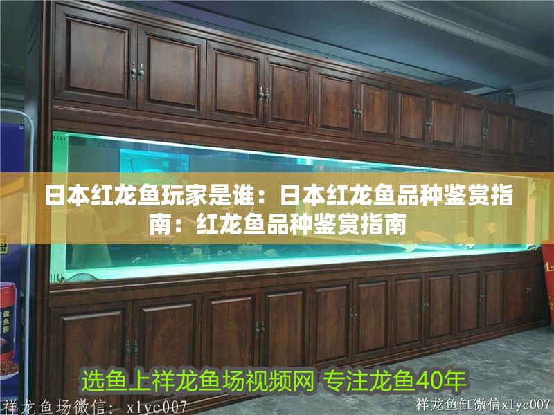 日本紅龍魚玩家是誰：日本紅龍魚品種鑒賞指南：紅龍魚品種鑒賞指南