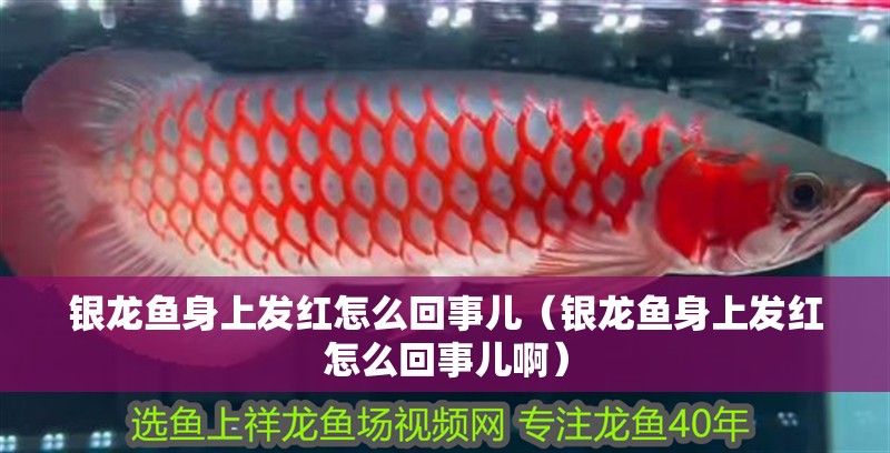 銀龍魚身上發紅怎么回事兒（銀龍魚身上發紅怎么回事兒啊）