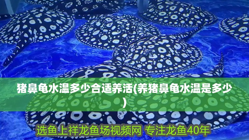 豬鼻龜水溫多少合適養活(養豬鼻龜水溫是多少)