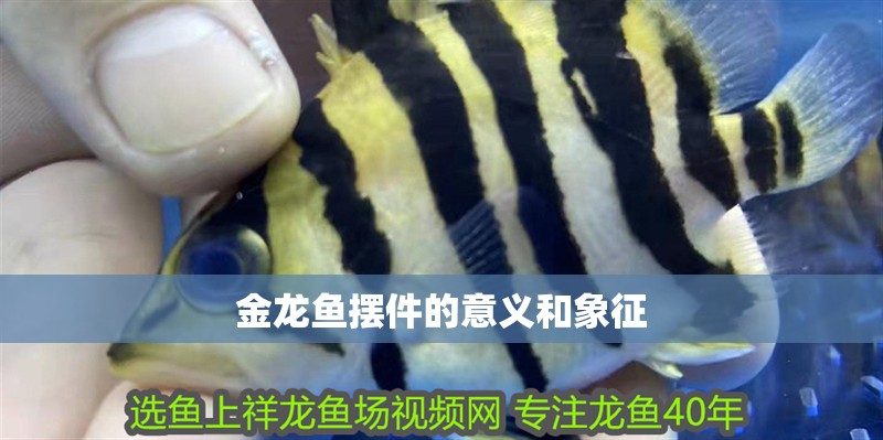 金龍魚擺件的意義和象征 金龍魚擺件的意義和象征 龍魚百科
