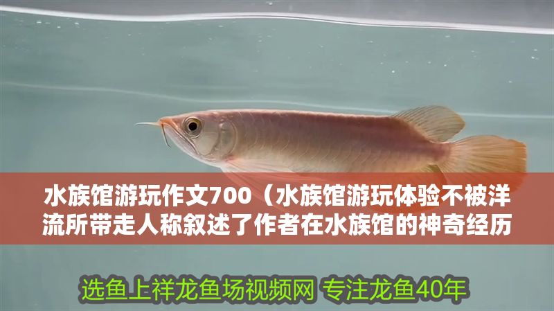 水族館游玩作文700（水族館游玩體驗不被洋流所帶走人稱敘述了作者在水族館的神奇經(jīng)歷）