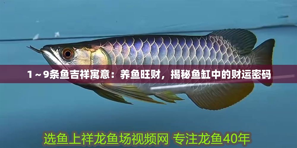 1～9條魚吉祥寓意：養魚旺財，揭秘魚缸中的財運密碼