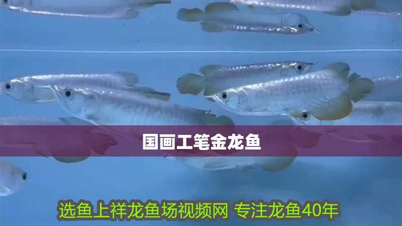 國畫工筆金龍魚 龍魚百科 第2張 國畫工筆金龍魚 國畫工筆金龍魚 龍魚百科 第2張