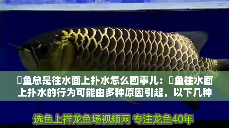 魟魚總是往水面上撲水怎么回事兒：魟魚往水面上撲水的行為可能由多種原因引起，以下幾種情況可能引起