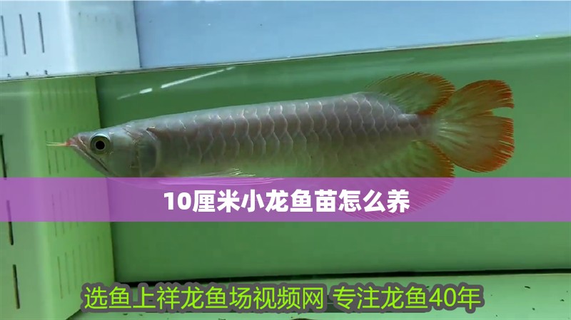 10厘米小龍魚苗怎么養(yǎng)