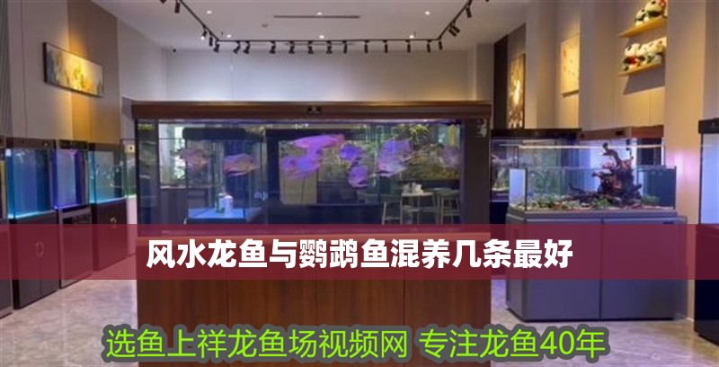 風水龍魚與鸚鵡魚混養幾條最好