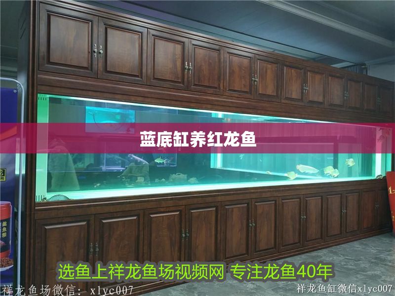 藍底缸養紅龍魚
