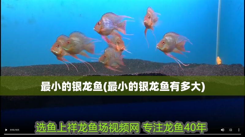 最小的銀龍魚(最小的銀龍魚有多大)
