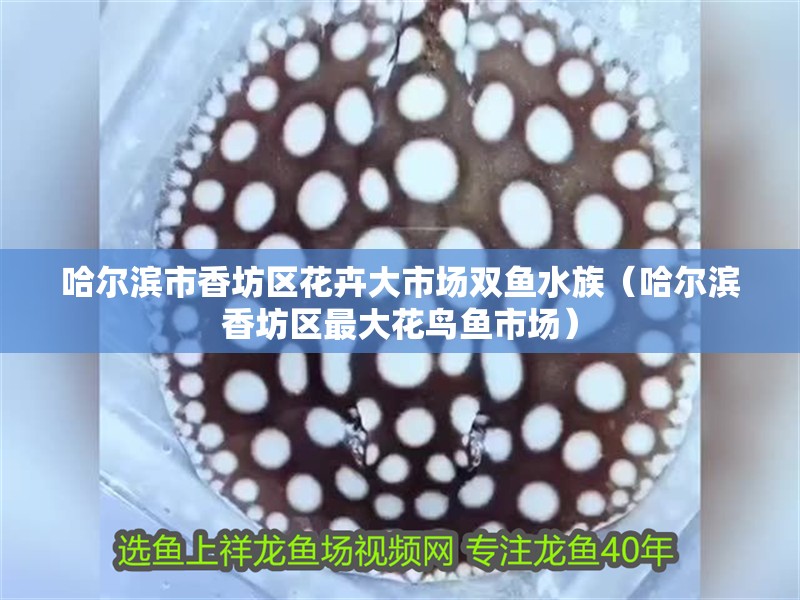 哈爾濱市香坊區花卉大市場雙魚水族（哈爾濱香坊區最大花鳥魚市場）
