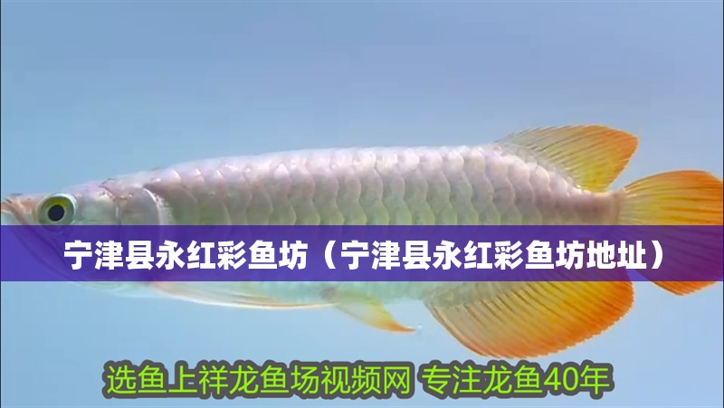 寧津縣永紅彩魚坊（寧津縣永紅彩魚坊地址）