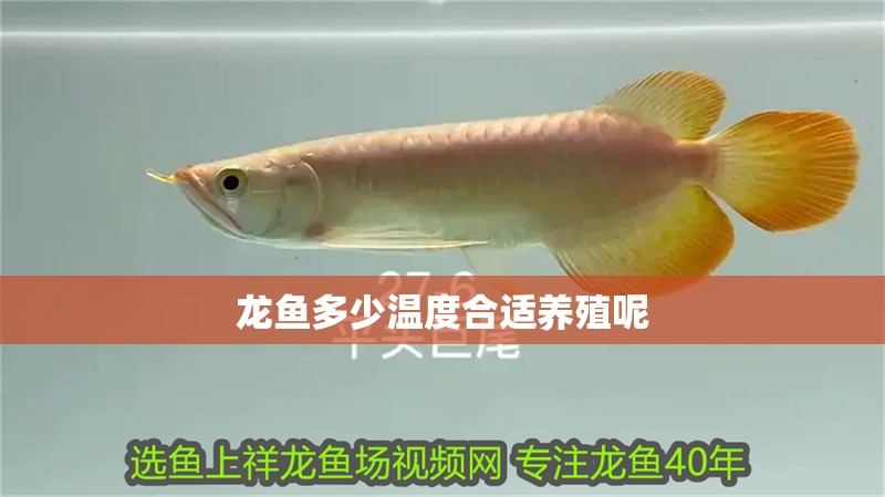 龍魚多少溫度合適養殖呢