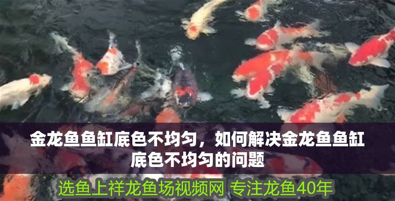 金龍魚魚缸底色不均勻，如何解決金龍魚魚缸底色不均勻的問題 金龍魚魚缸底色不均勻，如何解決金龍魚魚缸底色不均勻的問題 魚缸百科 第2張