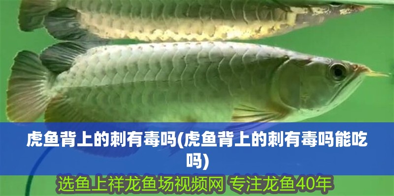 虎魚背上的刺有毒嗎(虎魚背上的刺有毒嗎能吃嗎)