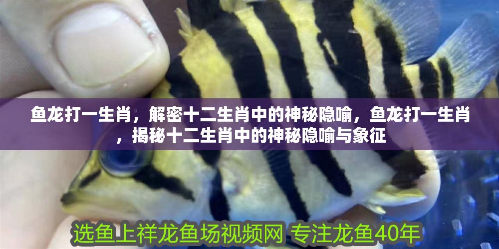 魚龍打一生肖，解密十二生肖中的神秘隱喻，魚龍打一生肖，揭秘十二生肖中的神秘隱喻與象征