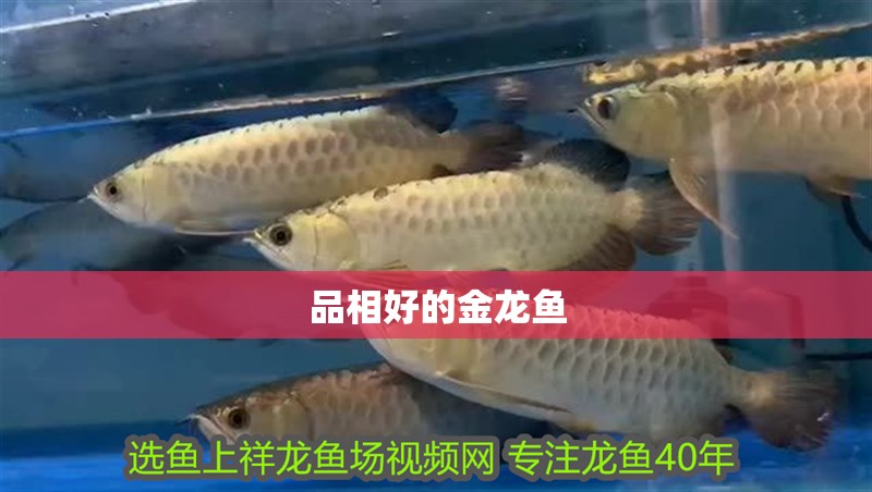 品相好的金龍魚 品相好的金龍魚 龍魚百科 第2張