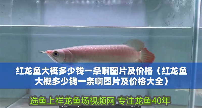 紅龍魚大概多少錢一條啊圖片及價格（紅龍魚大概多少錢一條啊圖片及價格大全）