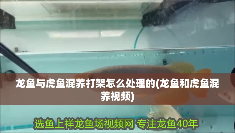 龍魚與虎魚混養打架怎么處理的(龍魚和虎魚混養視頻)
