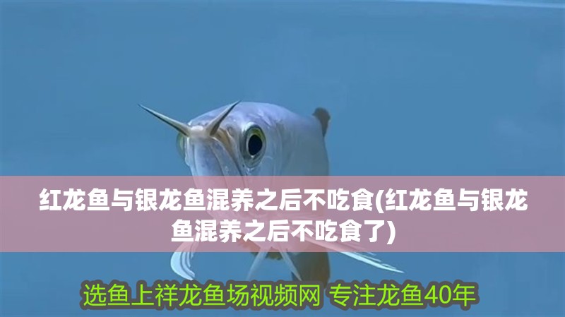 紅龍魚與銀龍魚混養之后不吃食(紅龍魚與銀龍魚混養之后不吃食了)