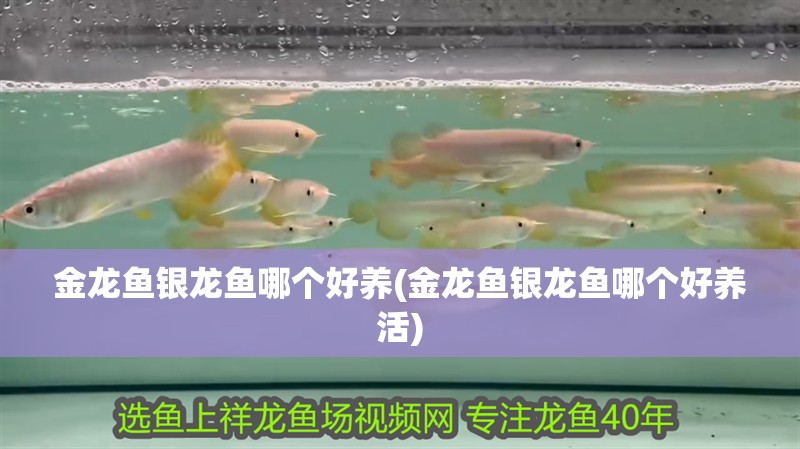 金龍魚銀龍魚哪個好養(金龍魚銀龍魚哪個好養活)