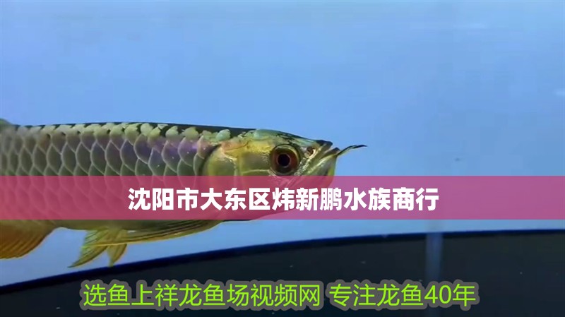 沈陽市大東區煒新鵬水族商行