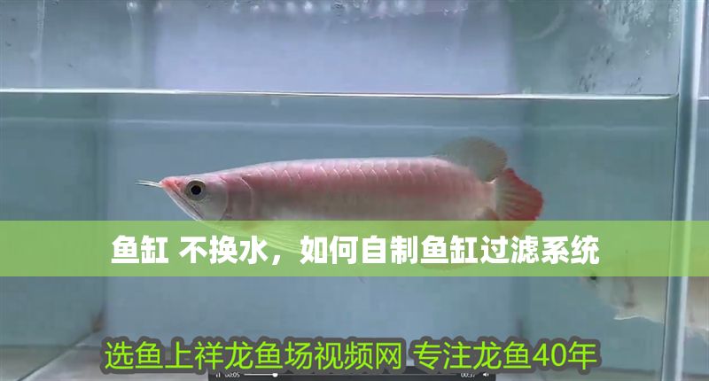 魚缸 不換水，如何自制魚缸過濾系統