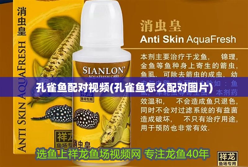 孔雀魚配對視頻(孔雀魚怎么配對圖片) 錦鯉魚百科 第1張 孔雀魚配對視頻(孔雀魚怎么配對圖片) 孔雀魚配對視頻(孔雀魚怎么配對圖片) 錦鯉魚百科 第1張