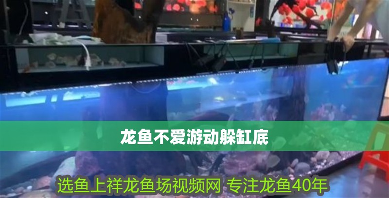 龍魚不愛游動躲缸底