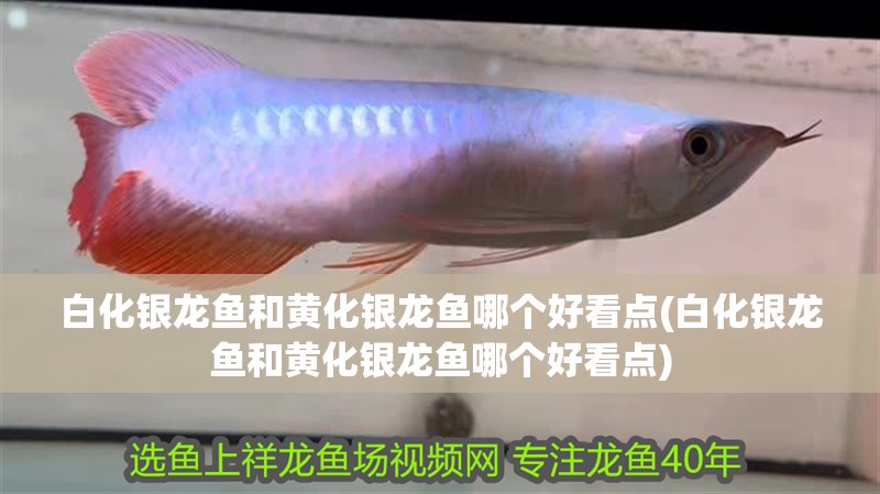 白化銀龍魚和黃化銀龍魚哪個好看點(白化銀龍魚和黃化銀龍魚哪個好看點)