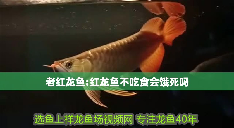 老紅龍魚(yú):紅龍魚(yú)不吃食會(huì)餓死嗎 老紅龍魚(yú):紅龍魚(yú)不吃食會(huì)餓死嗎 紅龍魚(yú)百科
