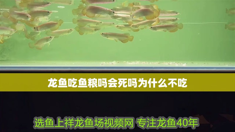 龍魚吃魚糧嗎會死嗎為什么不吃