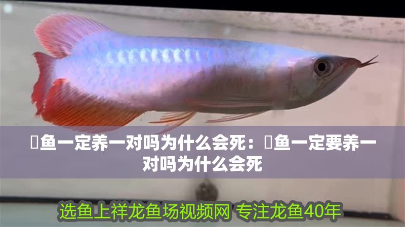魟魚一定養一對嗎為什么會死：魟魚一定要養一對嗎為什么會死