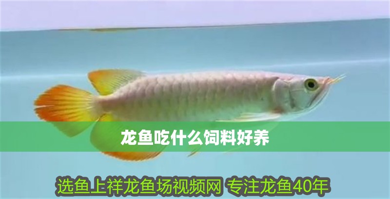龍魚吃什么飼料好養