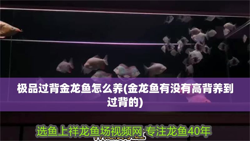 極品過背金龍魚怎么養(yǎng)(金龍魚有沒有高背養(yǎng)到過背的) 極品過背金龍魚怎么養(yǎng)(金龍魚有沒有高背養(yǎng)到過背的) 金龍魚百科 第1張