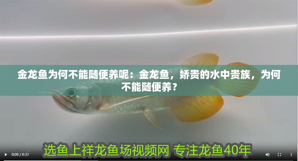 金龍魚為何不能隨便養呢：金龍魚，嬌貴的水中貴族，為何不能隨便養？