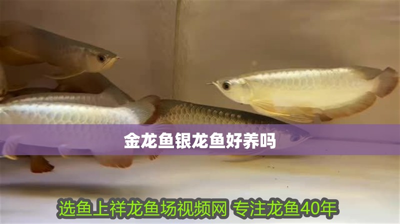 金龍魚銀龍魚好養嗎