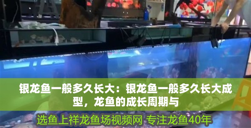 銀龍魚一般多久長大:銀龍魚一般多久長大成型,龍魚的成長周期與 水族問答 銀龍魚一般多久長大:銀龍魚一般多久長大成型,龍魚的成長周期與 銀龍魚一般多久長大:銀龍魚一般多久長大成型,龍魚的成長周期與 水族問答