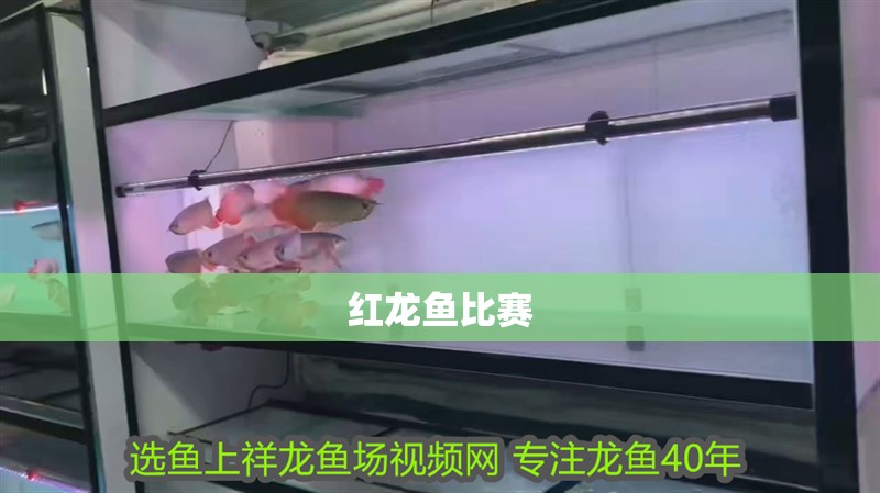 紅龍魚比賽