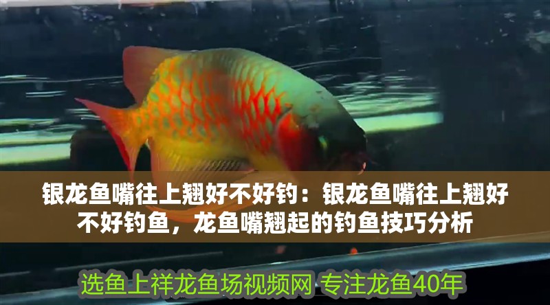 銀龍魚嘴往上翹好不好釣：銀龍魚嘴往上翹好不好釣魚，龍魚嘴翹起的釣魚技巧分析 銀龍魚嘴往上翹好不好釣：銀龍魚嘴往上翹好不好釣魚，龍魚嘴翹起的釣魚技巧分析 水族問答