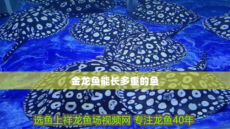 金龍魚能長多重的魚