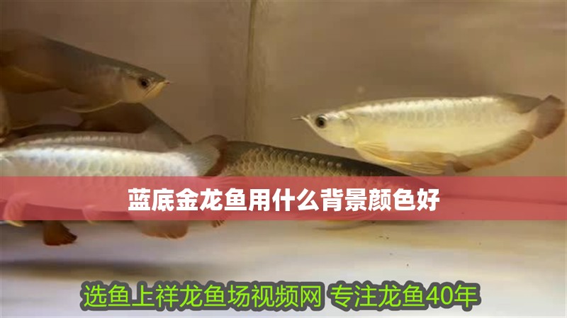 藍(lán)底金龍魚用什么背景顏色好