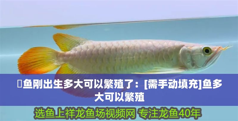 魟魚剛出生多大可以繁殖了：[需手動填充]魚多大可以繁殖