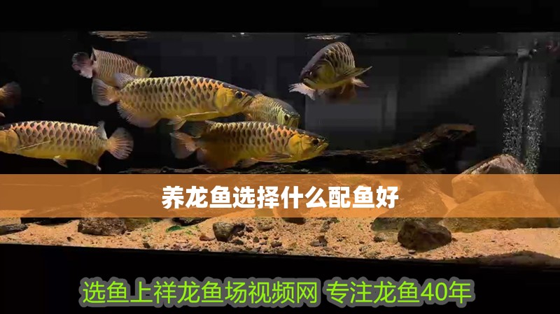 養龍魚選擇什么配魚好