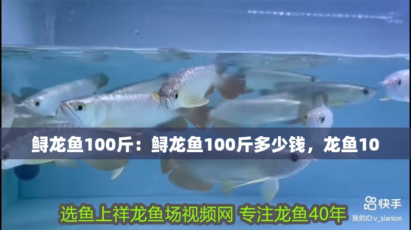 鱘龍魚100斤：鱘龍魚100斤多少錢，龍魚100