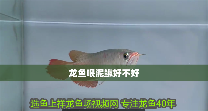 龍魚喂泥鰍好不好 龍魚喂泥鰍好不好 龍魚百科 第3張
