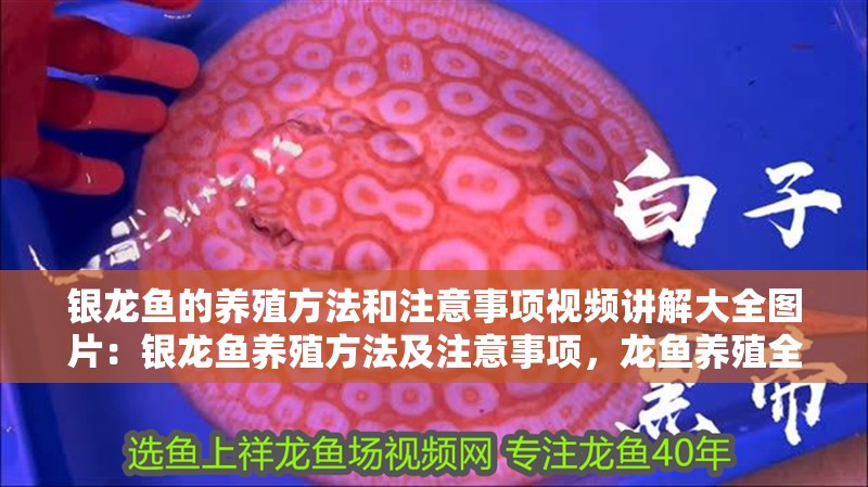 銀龍魚的養殖方法和注意事項視頻講解大全圖片：銀龍魚養殖方法及注意事項，龍魚養殖全攻略，視頻+圖片